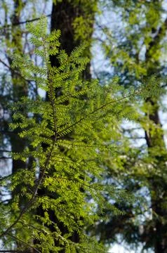 Winter forest Stock Photos