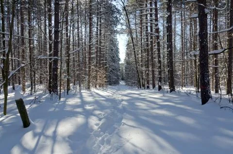 Winter forest Stock Photos