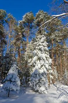 Winter forest Stock Photos