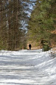 Winter forest Stock Photos