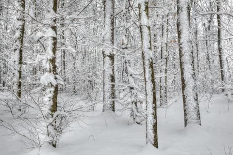 Winter forest Stock Photos