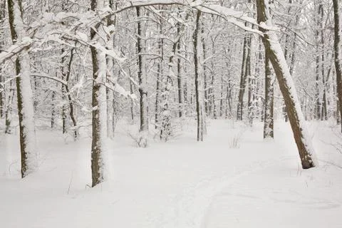 Winter forest Stock Photos