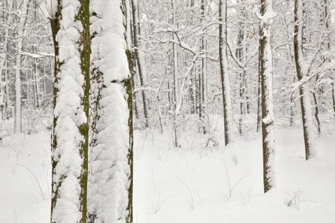 Winter forest Stock Photos