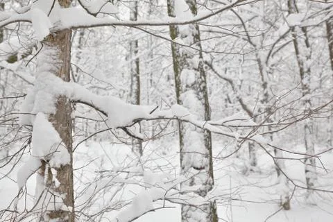 Winter forest Stock Photos