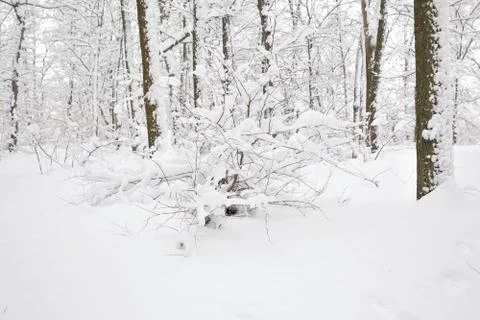 Winter forest Stock Photos