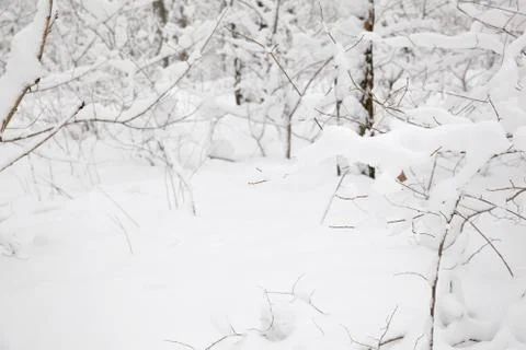 Winter forest Stock Photos