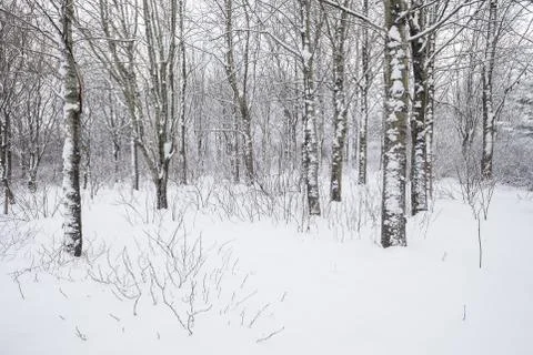 Winter forest Stock Photos