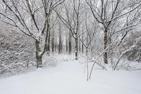 Winter forest Stock Photos