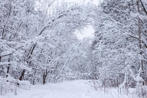 Winter forest Stock Photos