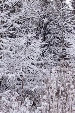 Winter forest Stock Photos