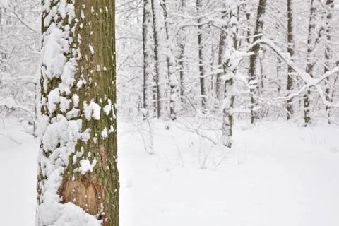 Winter forest Stock Photos