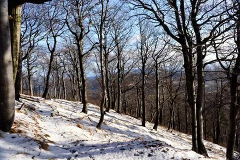 Winter forest Foto stock