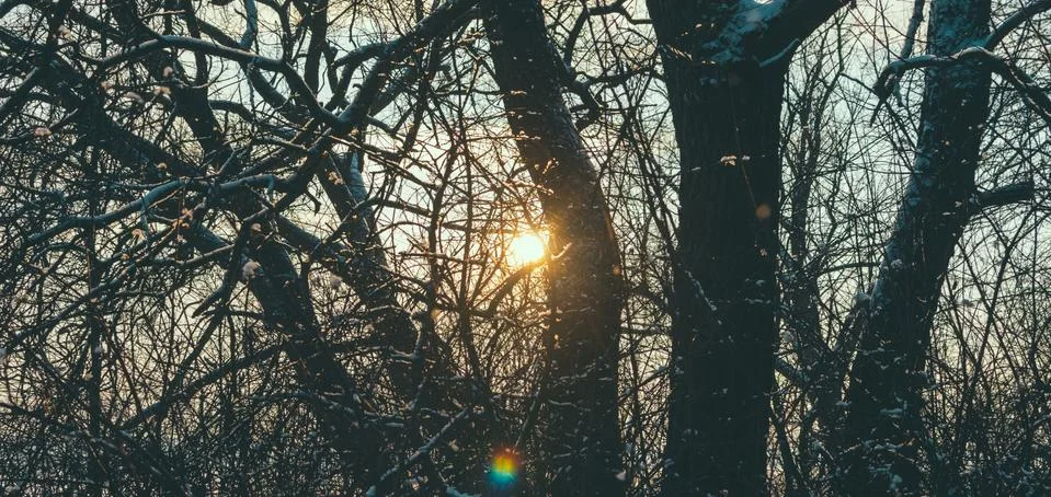 Winter In Forest Stock Photos