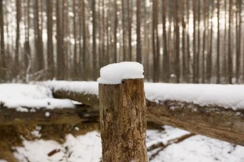 Winter in the forest Stock Photos