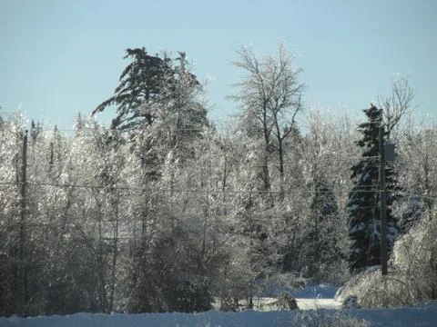 Winter Forest 스톡 사진