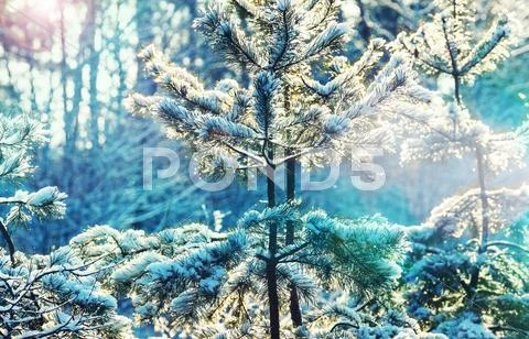 Winter forest Stock Photos