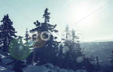 Winter forest Stock Photos