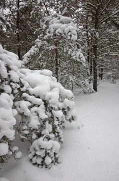 Winter forest Stock Photos