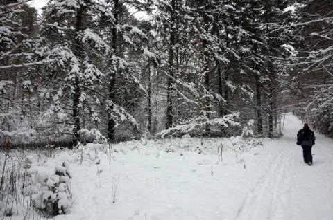 Winter forest Stock Photos