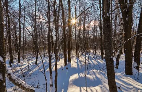 In the winter forest Stock Photos