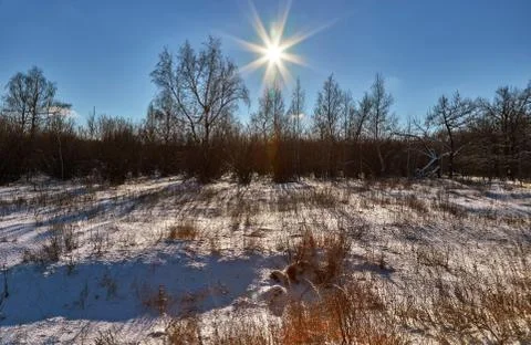 In the winter forest Stock Photos