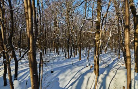 In the winter forest Stock Photos