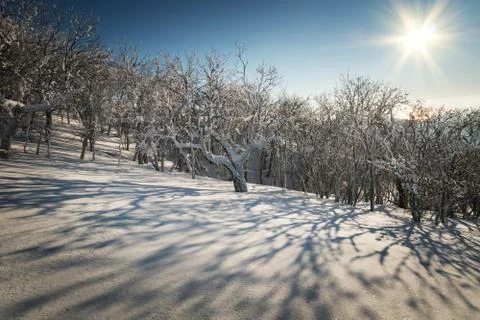 Winter forest Foto stock