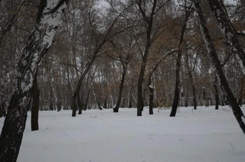 Winter forest Stock Photos