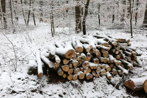 Winter Forest Foto stock