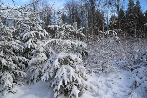 Winter Forest Stock Photos