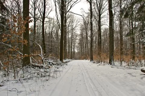 Winter Forest Stock Photos