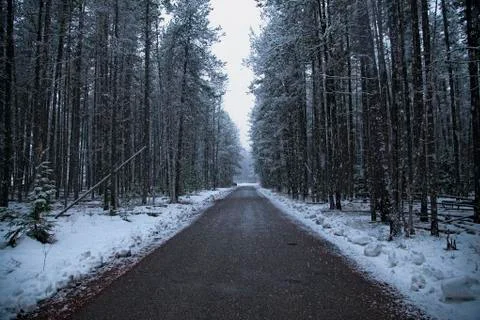 Winter Forest 스톡 사진