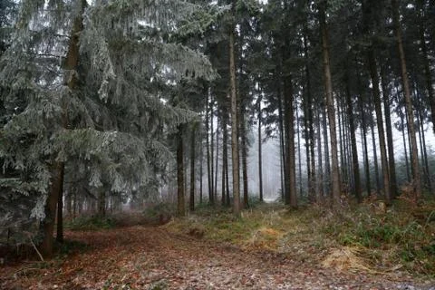 Winter Forest Stock Photos