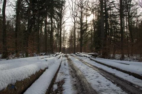 Winter Forest Stock Photos