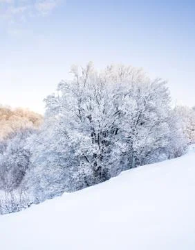 Winter forest Stock Photos