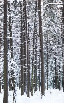 Winter forest Stock Photos