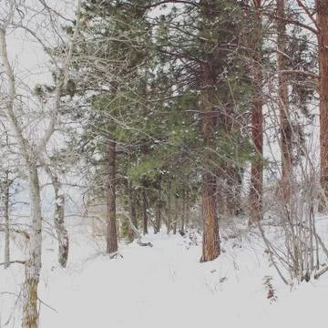 Winter forest Stock Photos