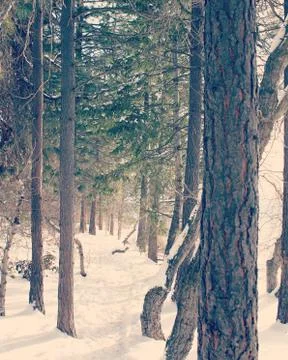 Winter forest Stock Photos