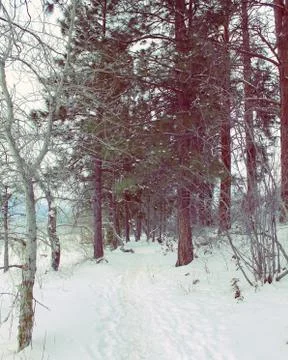 Winter forest Stock Photos