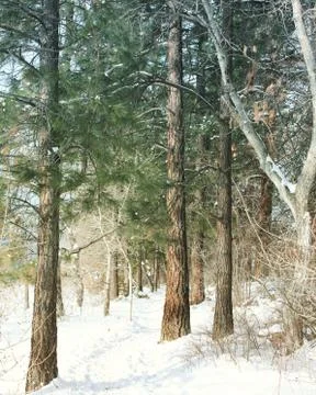 Winter forest Stock Photos