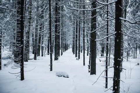 Winter forest Stock Photos
