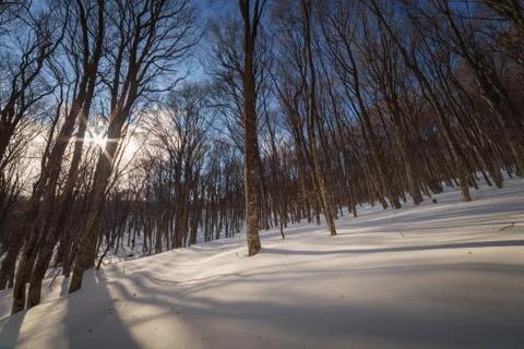 Winter forest. Stock Photos