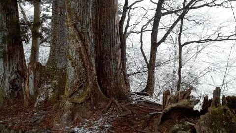 Winter forest Stock Photos