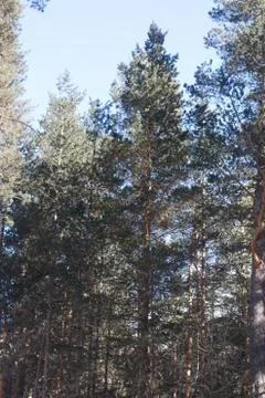 Winter forest Stock Photos