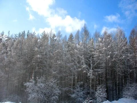 Winter forest Stock Photos