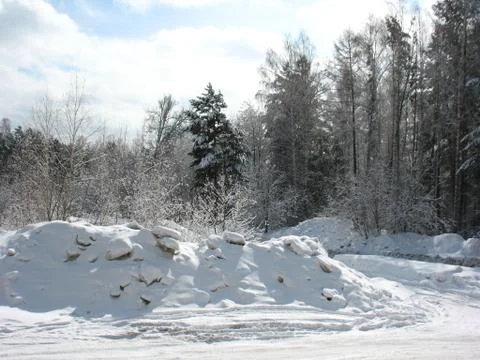 Winter forest Stock Photos