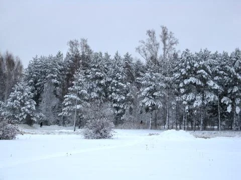 Winter forest Stock Photos