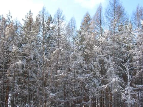 Winter forest Stock Photos