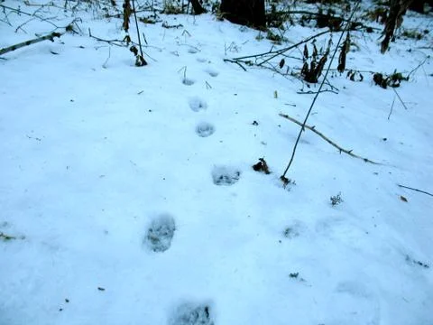 Winter forest Stock Photos