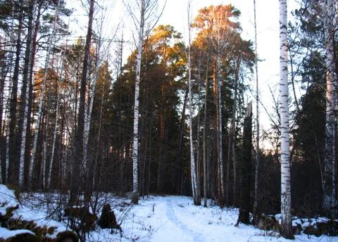 Winter forest Stock Photos